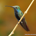 Black-throated Mango