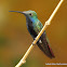 Black-throated Mango