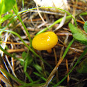 Bright Waxcap