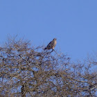 Red-tailed Hawk (Intermediate morph)