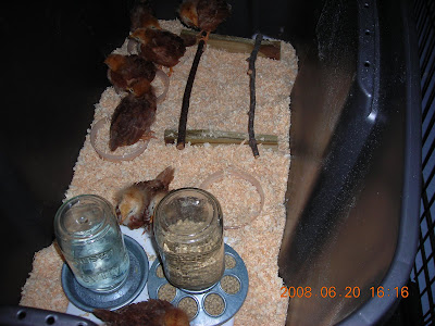 Brooder