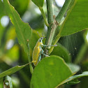 Green Weevil