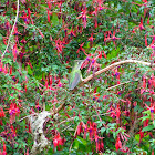 Picaflor Chico / Green-backed Firecrown