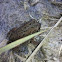 American toad