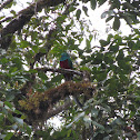Quetzal