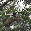 Quetzal