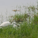 Little Egret