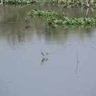 green sandpiper[kadakhocha]