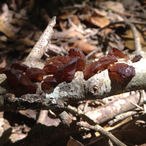 Jelly Ear Project Noah