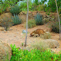 Coati