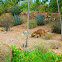 Coati