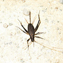 Bell Cricket?