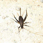Bell Cricket?