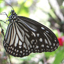 Glassy Tiger