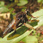 Robber fly