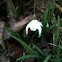 Snowdrop