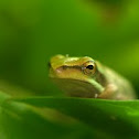 Green Stream Frog