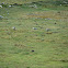 Black-faced Ibis