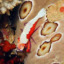 Emperor Shrimp