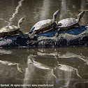 Red-eared Slider turtles