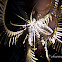 Feather Star Squat Lobster