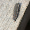 Glow worm
