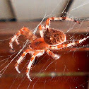 Orb-Weaving Spider