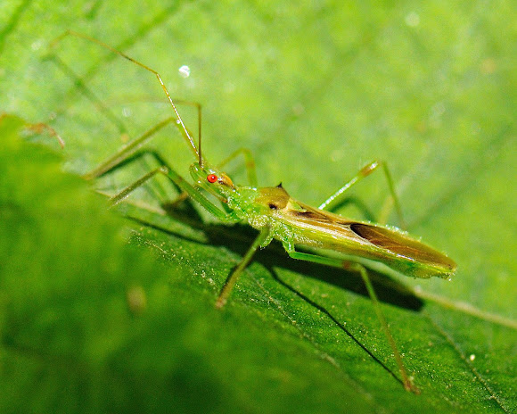 Spotting Image 1