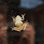 Spring Peeper