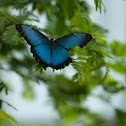 Blue Morpho