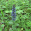 Common bugle