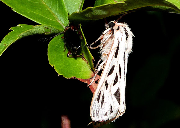 Spotting Image 1