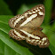 Banded Yeoman