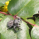 jumping spider (female)