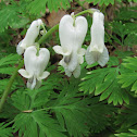 Squirrel Corn