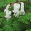 Squirrel Corn