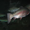 Coho Salmon