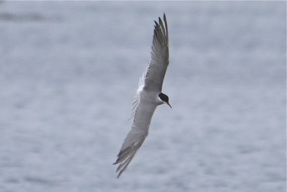 Spotting Image 1