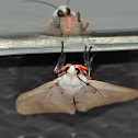 Unknown Moth