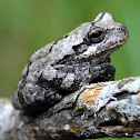Gray Treefrog
