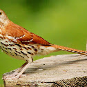 Brown thrasher