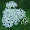 Common Yarrow