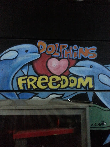 Dolphins Love  Freedom