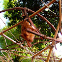 Diadem Leafnosed-bat