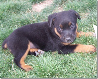 Queensland Heeler Mix