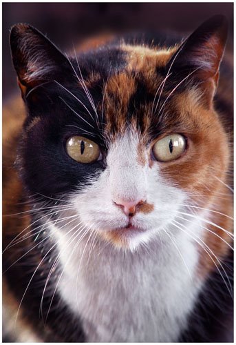 Cat. Foto: Horacio Iannella