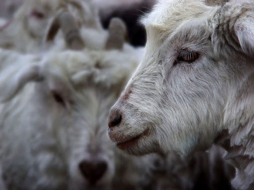 Goat. Foto: Horacio Iannella