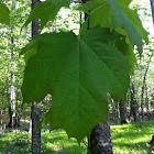 Sugar Maple