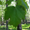 Sugar Maple