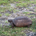 Gopher tortoise